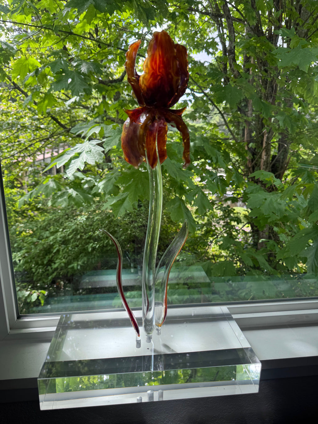 *** AMAZING GIANT BEARDED IRIS - ONLY 1 ***