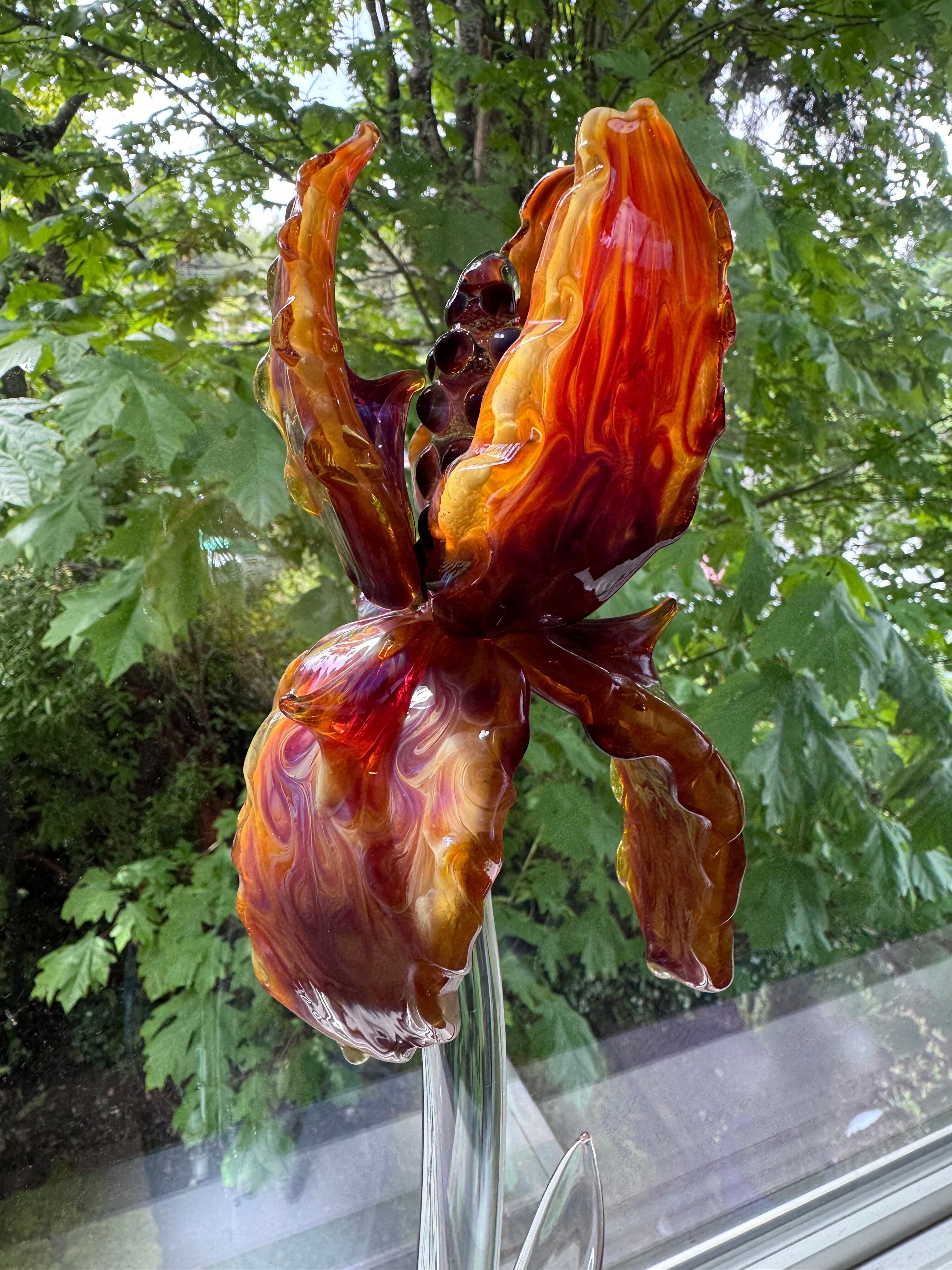 *** AMAZING GIANT BEARDED IRIS - ONLY 1 ***