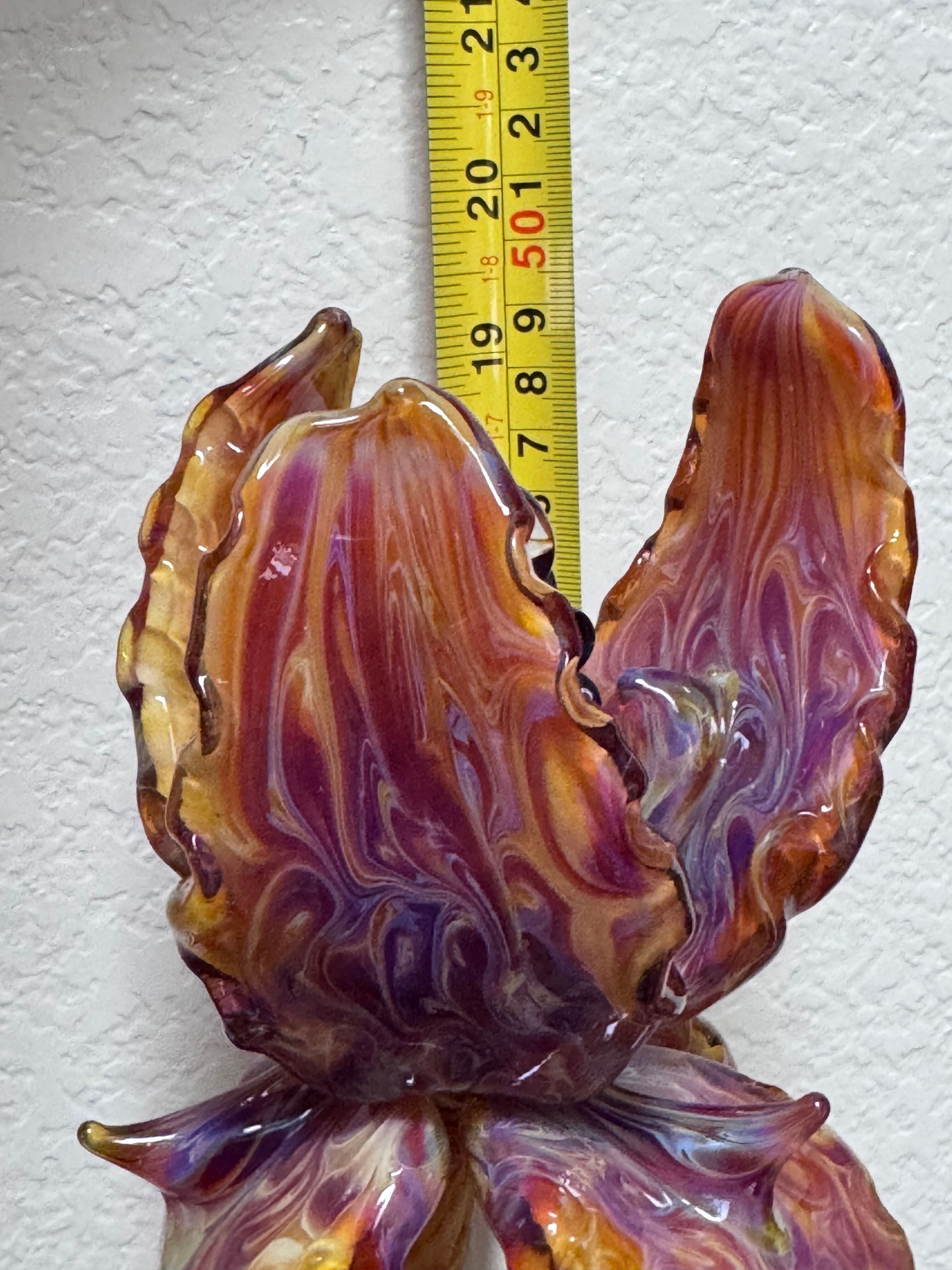 *** AMAZING GIANT BEARDED IRIS - ONLY 1 ***