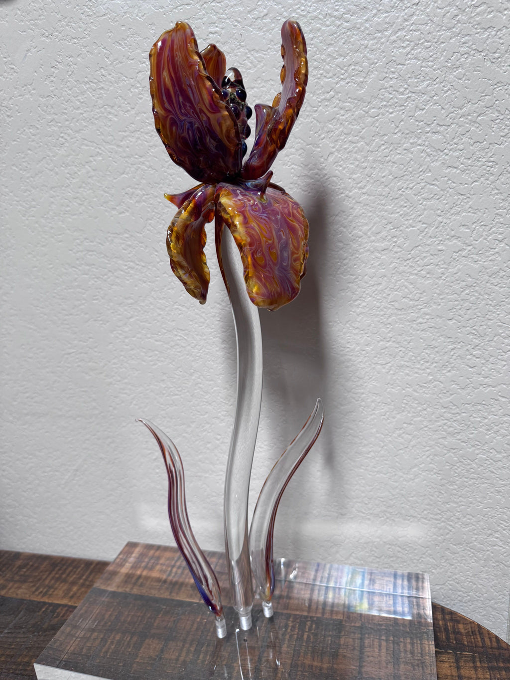 *** AMAZING GIANT BEARDED IRIS - ONLY 1 ***