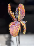 *** AMAZING GIANT BEARDED IRIS - ONLY 1 ***