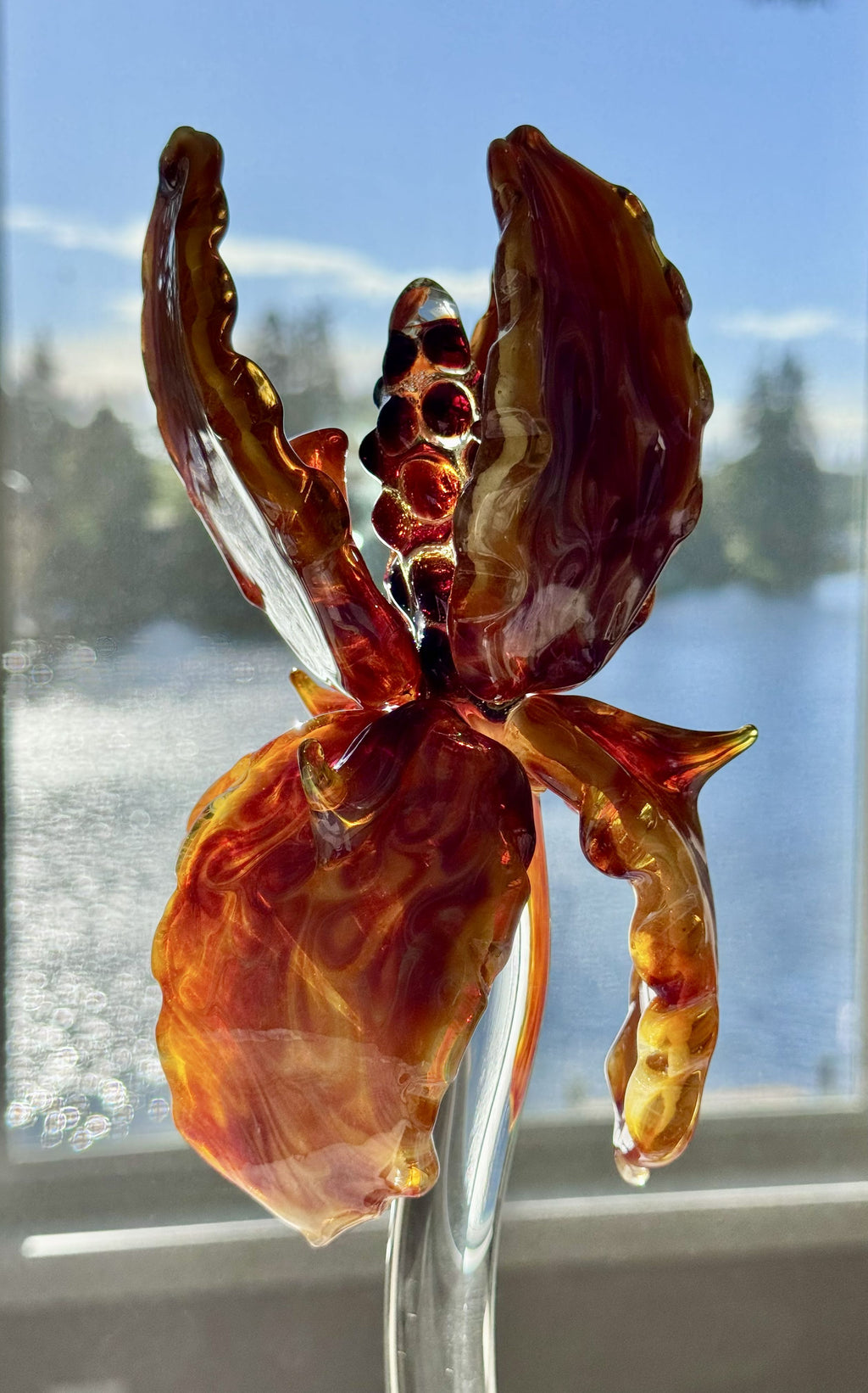 *** AMAZING GIANT BEARDED IRIS - ONLY 1 ***
