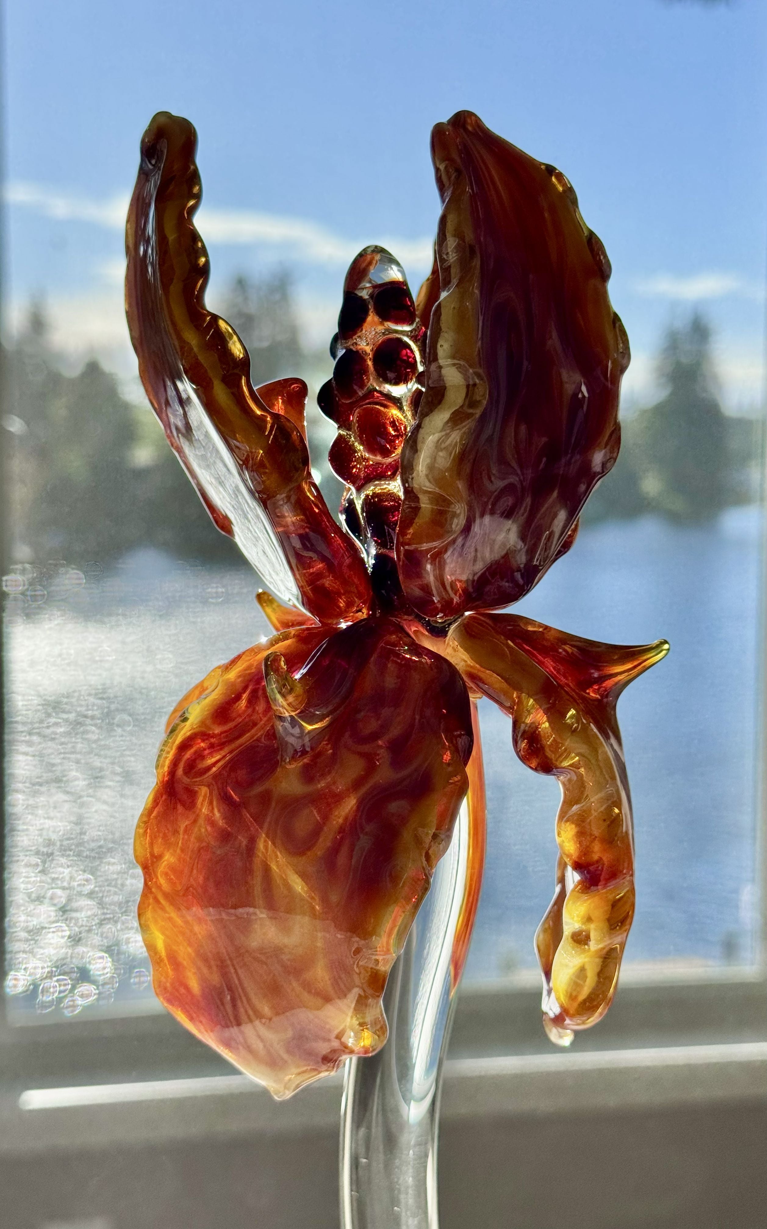 *** AMAZING GIANT BEARDED IRIS - ONLY 1 ***