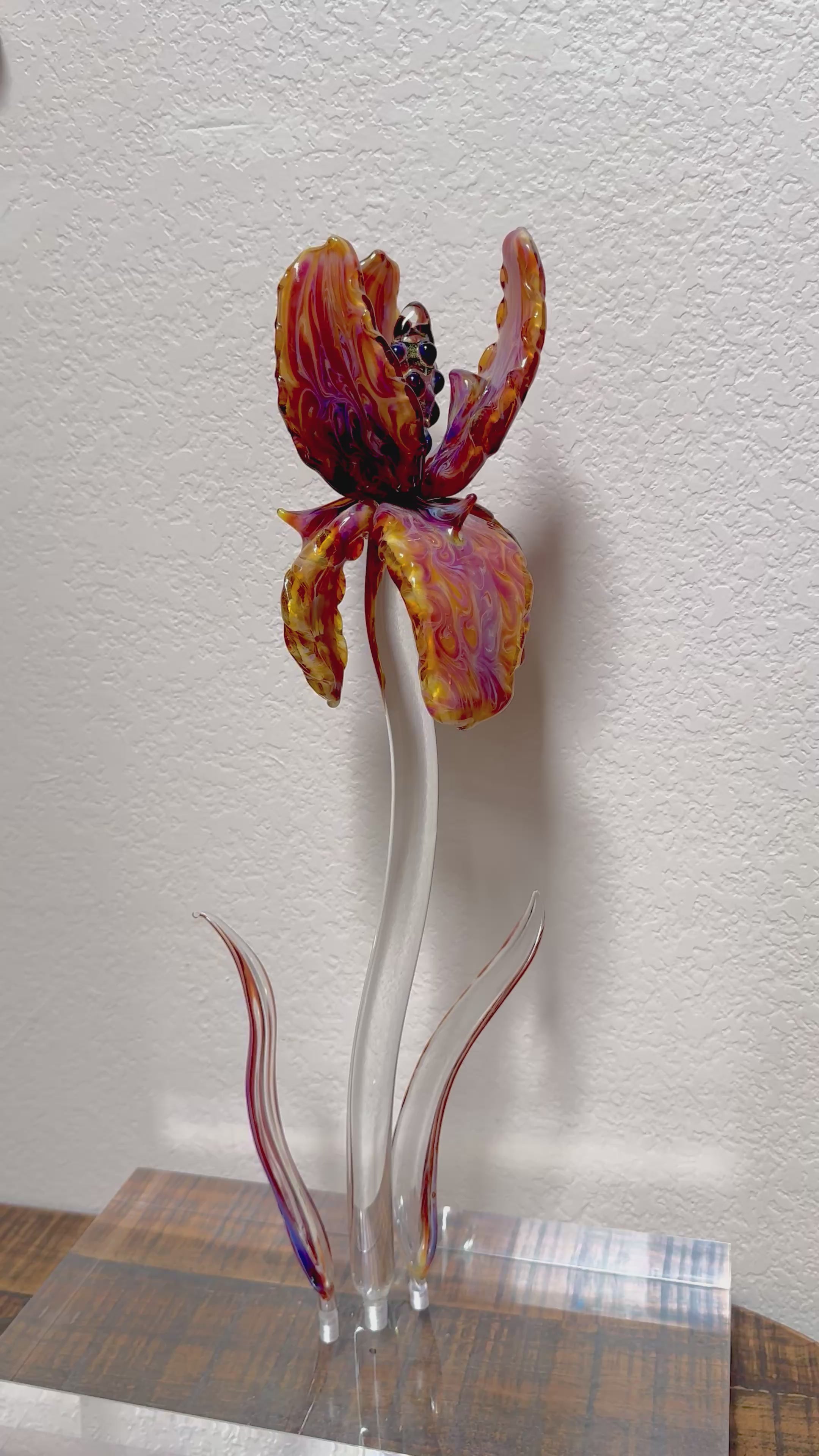 *** AMAZING GIANT BEARDED IRIS - ONLY 1 ***